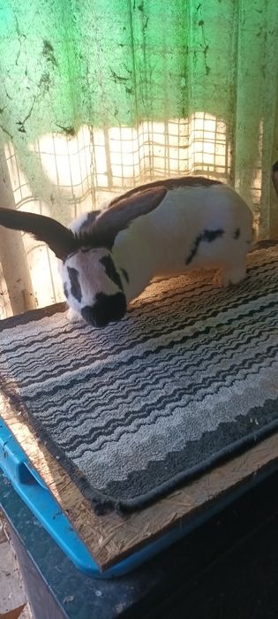 Iepuri de rasa masculi