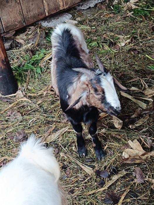 Vând capre și iezi