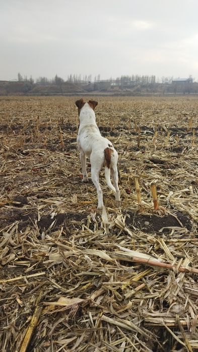 Pitbul sotiladi yaxshi qollarga
