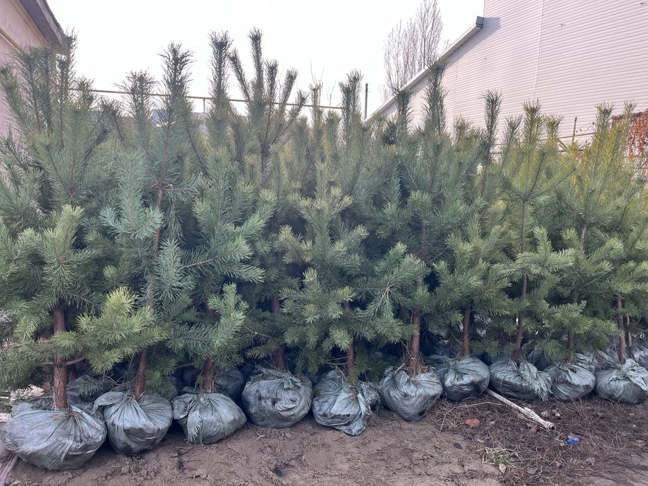 Сосна свежевыкопанная!Кизильник блестящий!