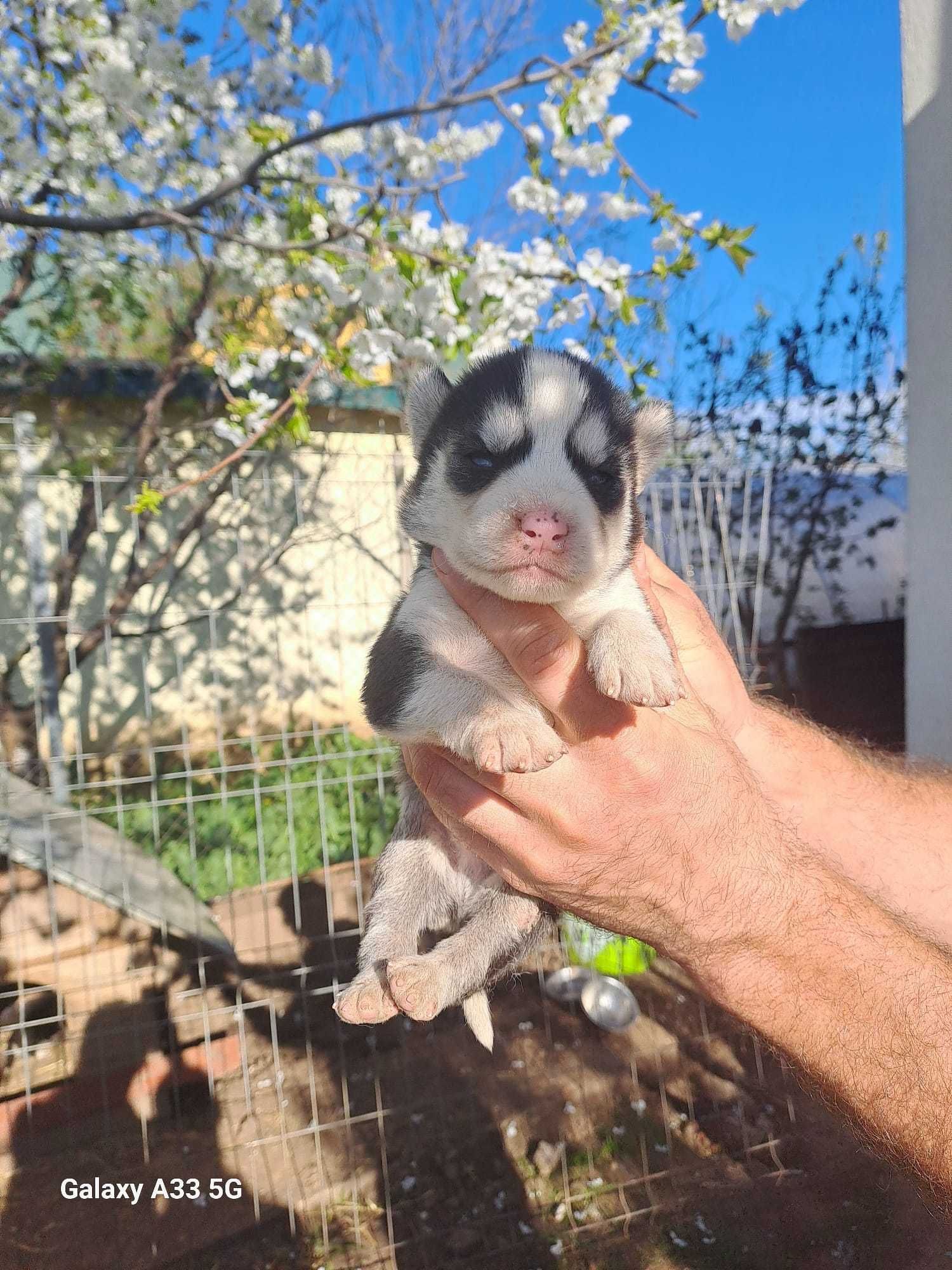 Husky siberian baby