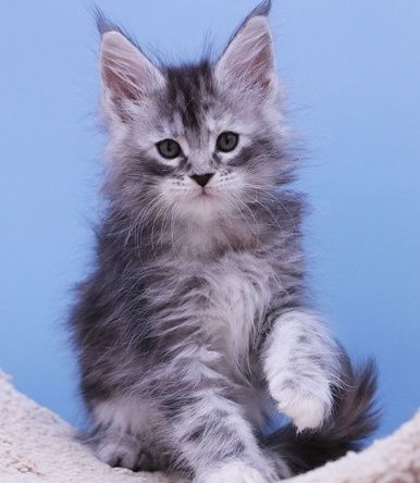 Для вязки нужен кот Мейн куна