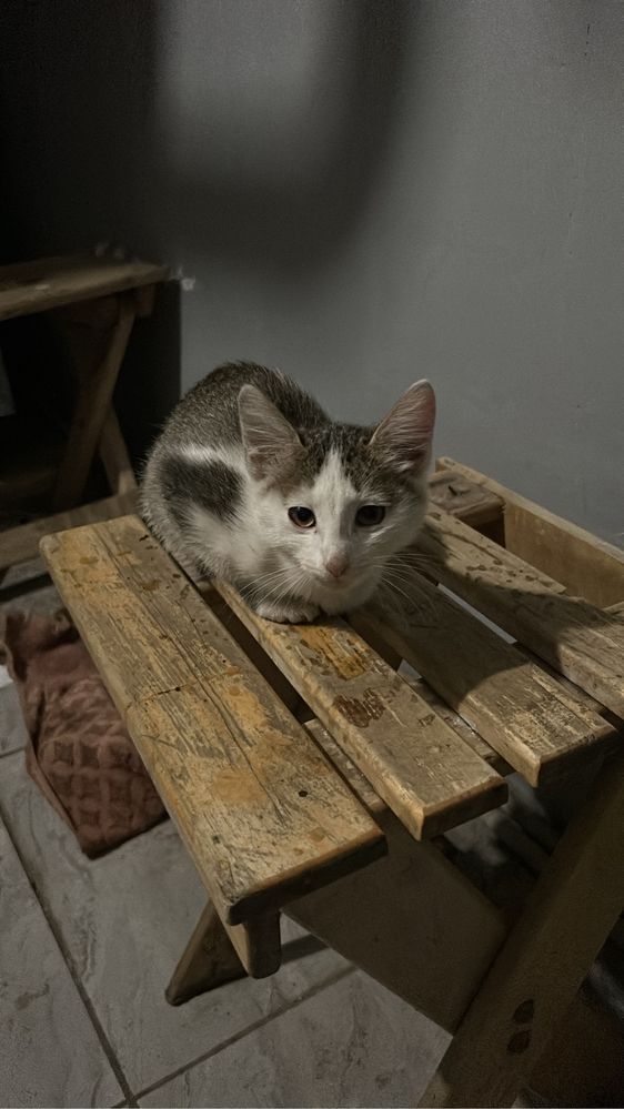 Уличный котенок