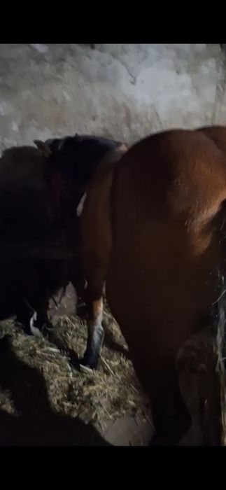 Vând manza de un an și 6 luni