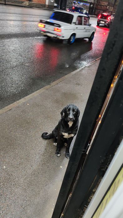 Срочно отдам молодого красивого кобеля! БЕСПЛАТНО!!!