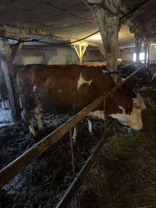 Vaci tinere  de vanzare