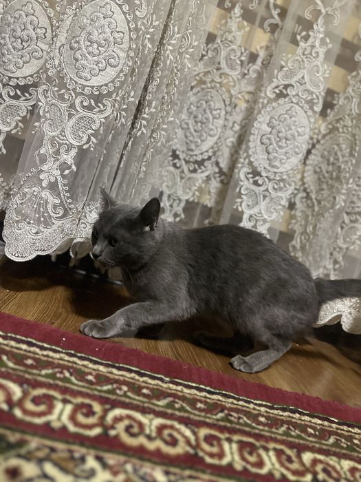 Mushuk parodali qiz bola