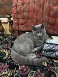 Пародистая кошка