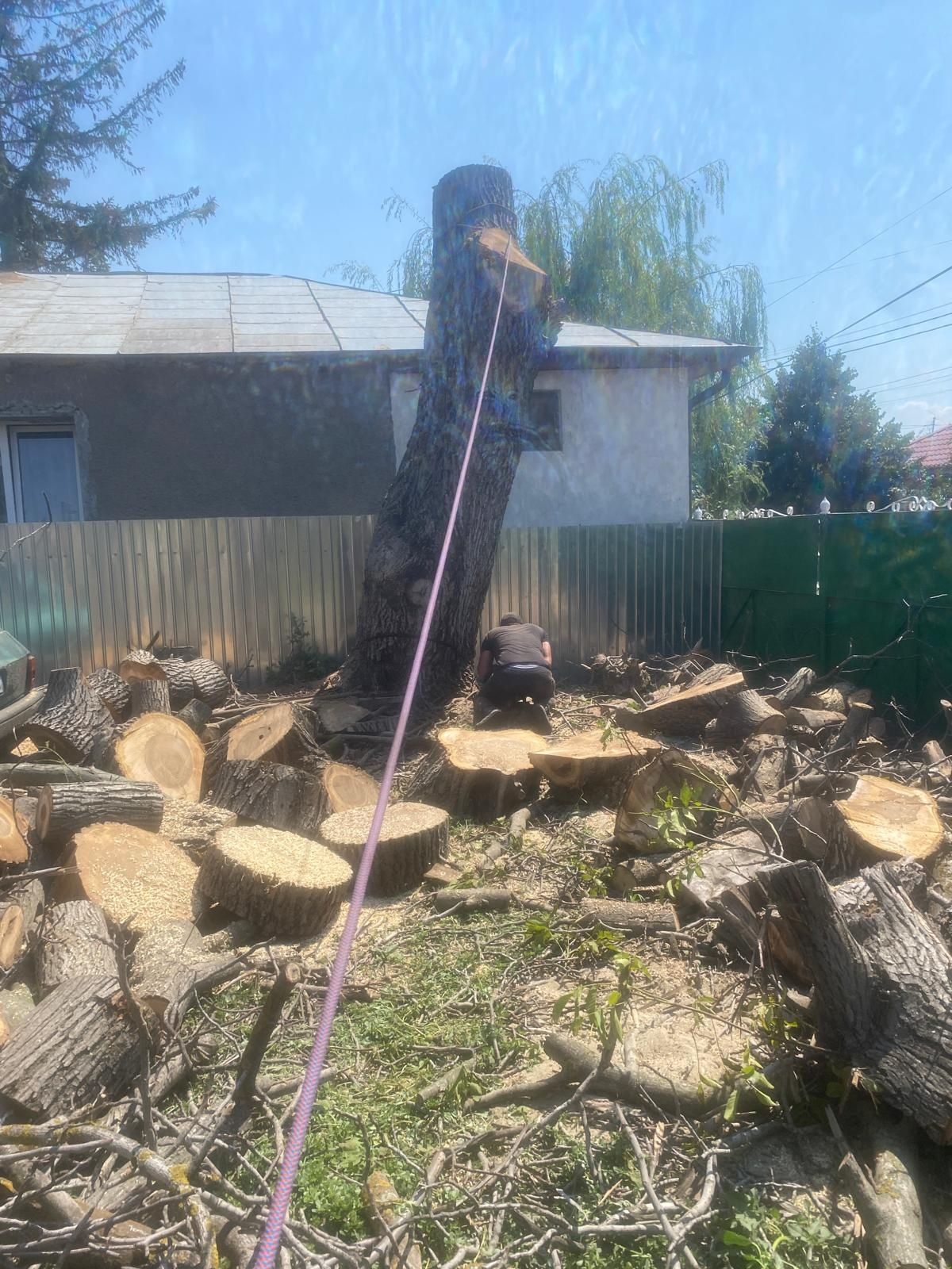 Taiere/Cosmetizare/Fasonare Arbori Ieftin.