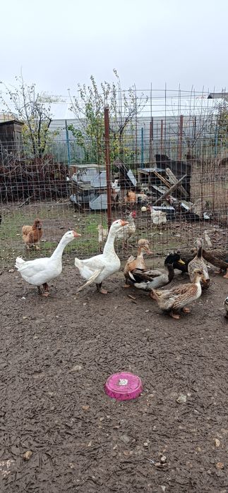 Vand/Schimb 2 gâște leșești tinere