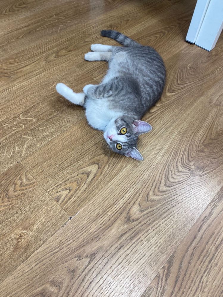 Прекрасный котик!