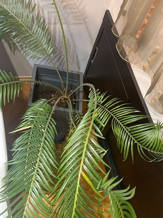 растение Палма Цикъс