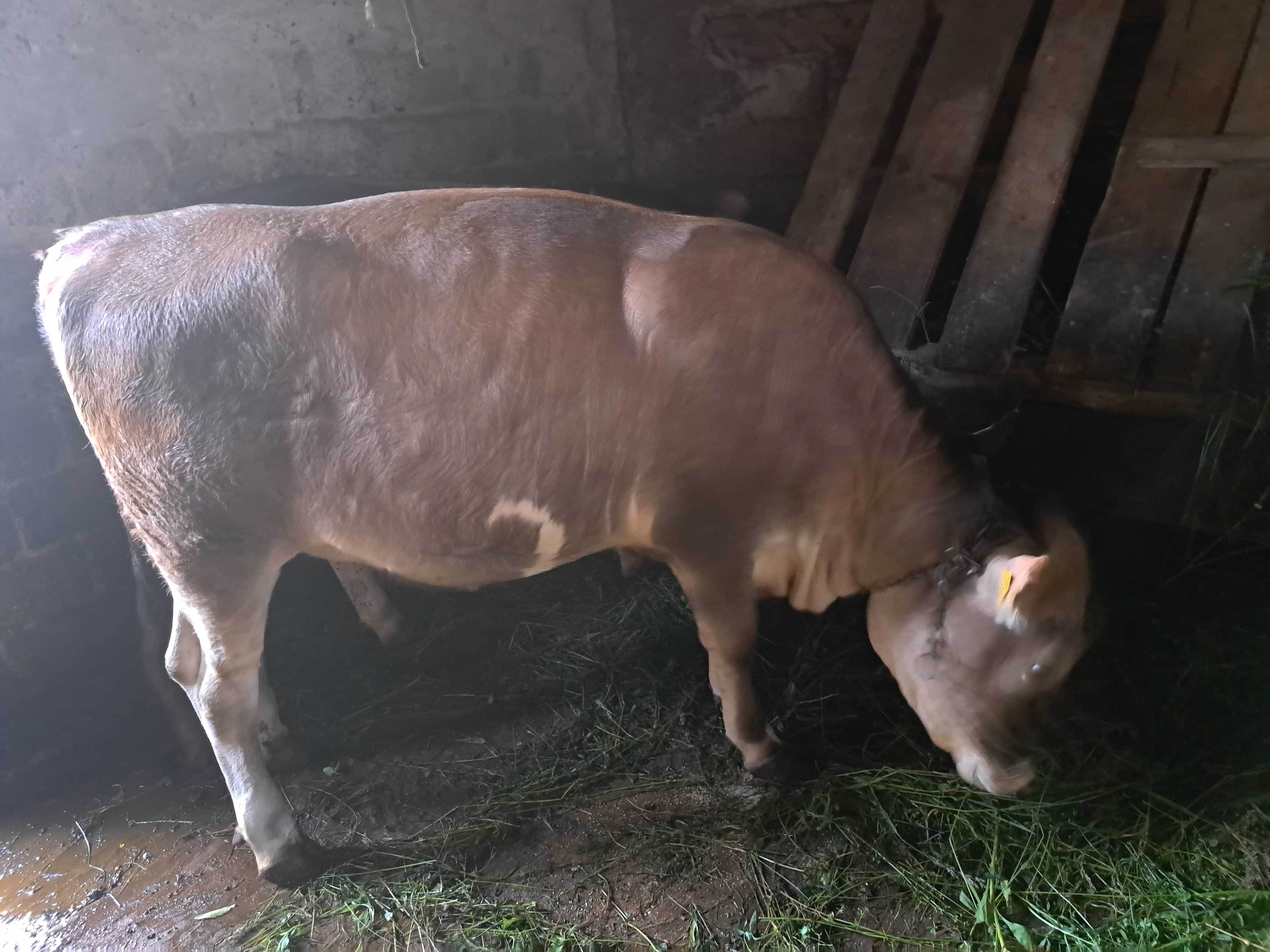 Vând junincă brună de Maramureș