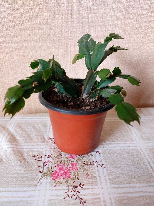 Продам комнатный декабрист