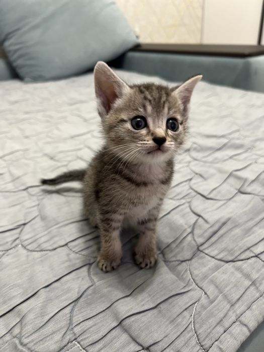 Отдам котенка в добрые руки