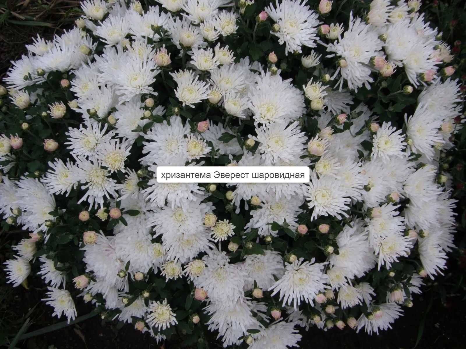 Саженцы хризантемы 8 сортов смотрите фото