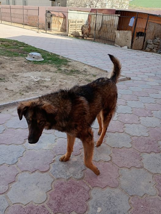 Ит сатылады кім алған  көп көп рақмет деп айтамын