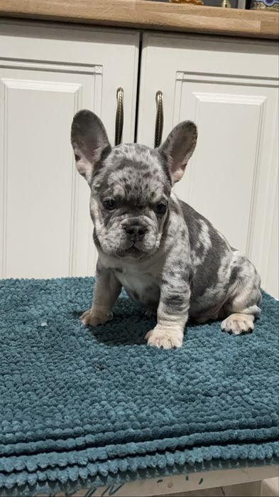 Bulldog francez mascul