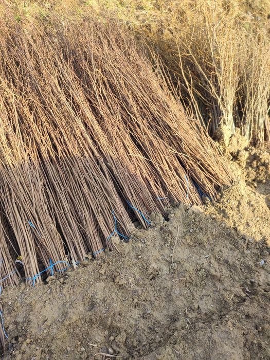 Puieti salcâm frasin fag carpen ulm plop mesteacăn brad molid Tei arin