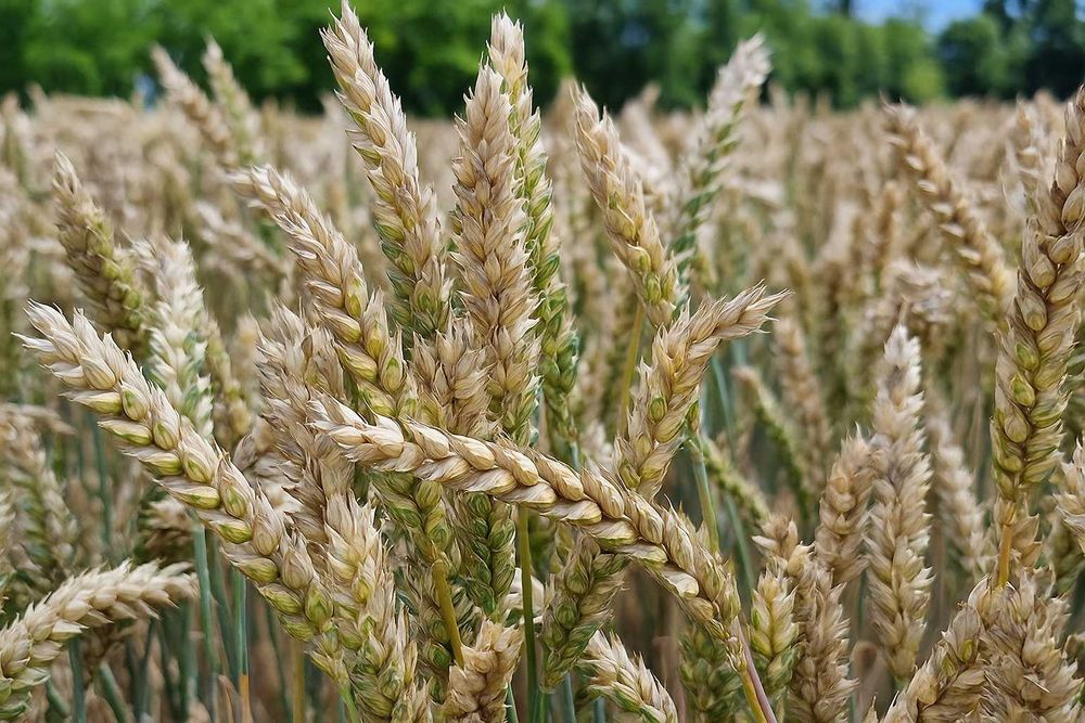 Vand grau de samanta Irun si Amicus categoria biologica C1