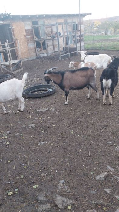 Vând țap alpin francez