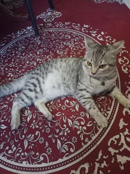 Вязка британца,нужна вислоухая кошка на вязку