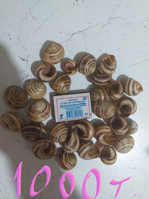 Продам ракушки для поделок