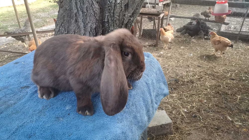 Iepuri berbec german