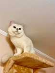 British Shorthair 2 ani bs1133 cu pedigree