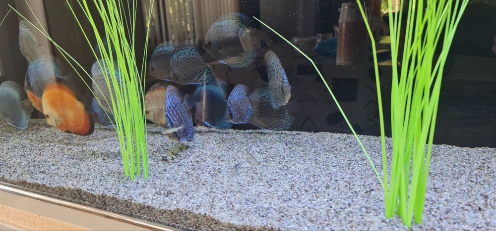 Kvarts tosh Galka 2mm 3mm li fraksiyalada‼️