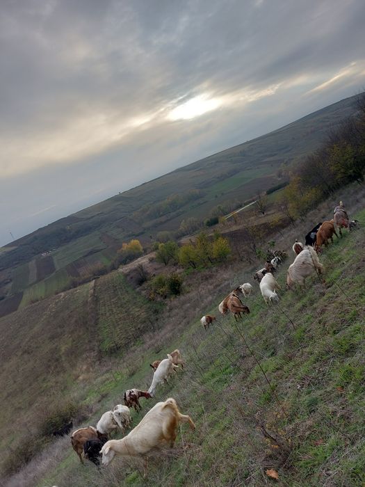 De vânzare 17 capre