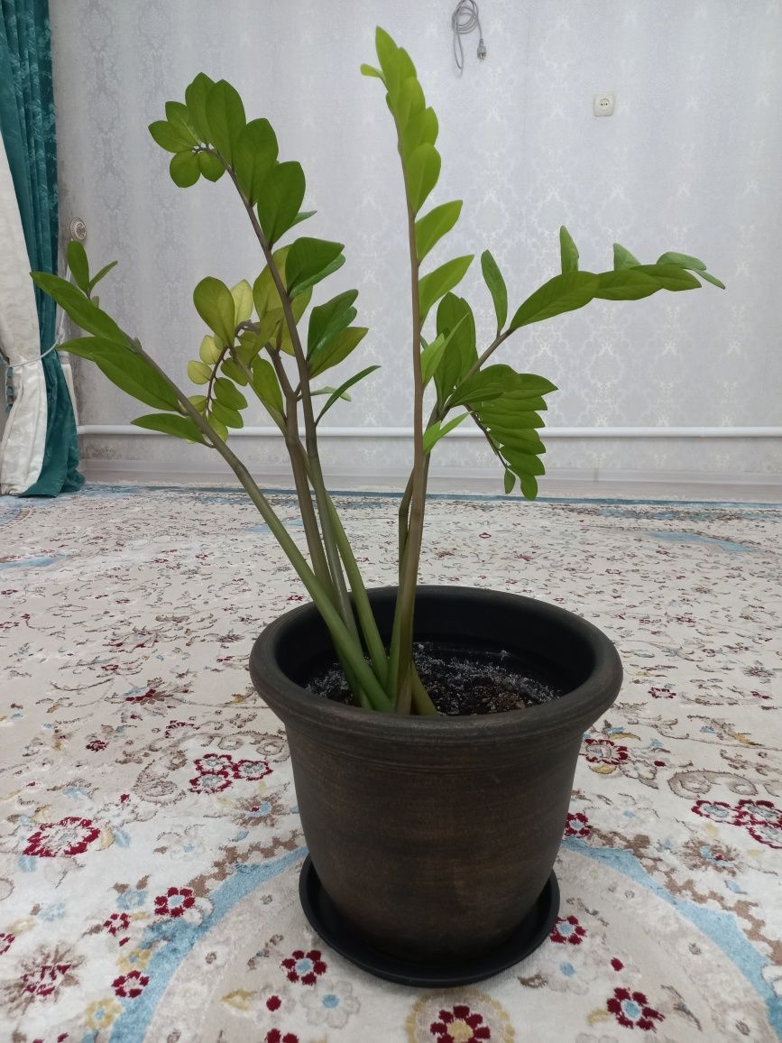 Продается цветы!