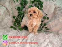 Vand maltipoo F1 mini