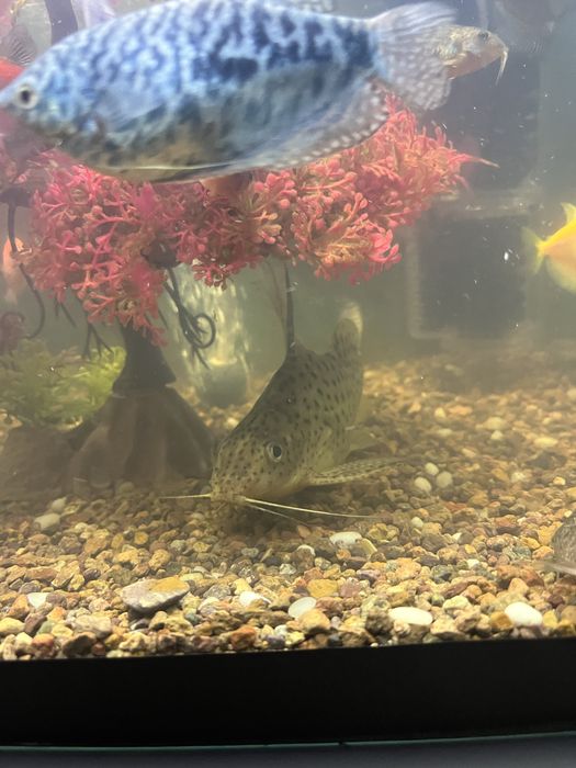 Продам сом перевертыш