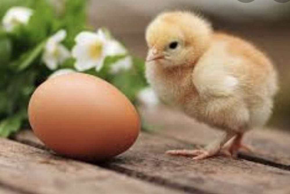 Яйцо инкубационный рос 308 бройлер