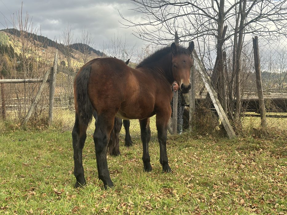 Vand Manza foarte frumoasa!