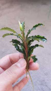 Plante de acvariu: Bucephalandra Wavy Leaf