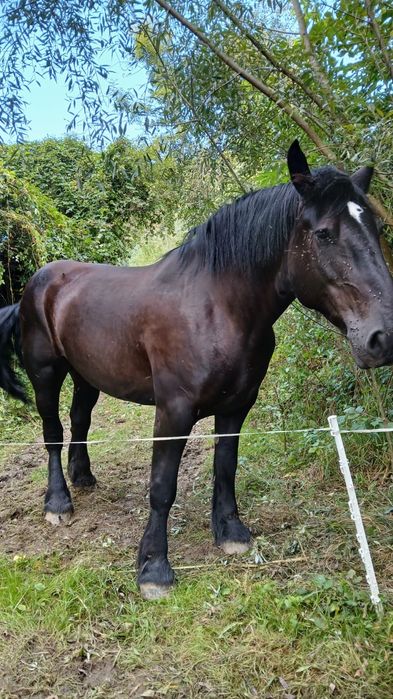 Iapă percheron, mânz armăsar