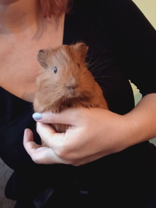 Porcușor de guineea