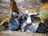 Vând pui de iepuri berbec german 4 femele și 3 masculi vârsta 2 luni