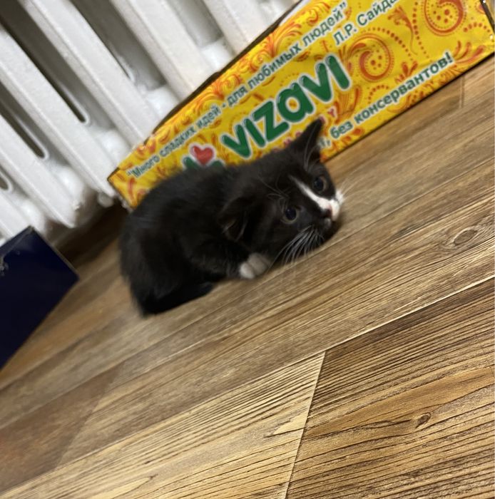 Котикам срочно нужен дом