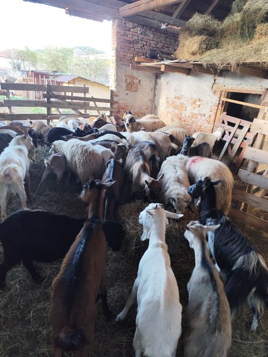 Vând capre bune de lapte