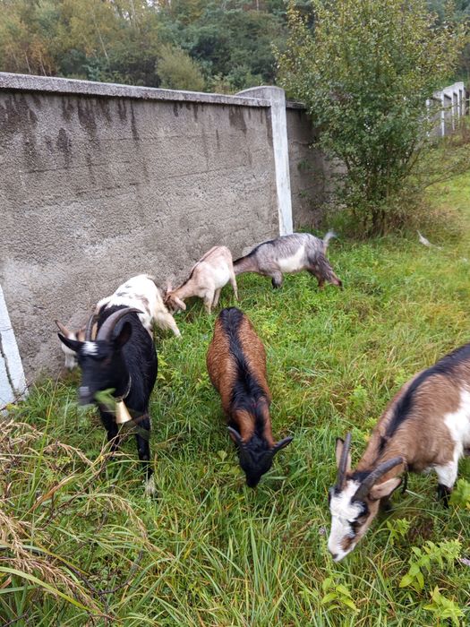 Vand capre si ieduțe