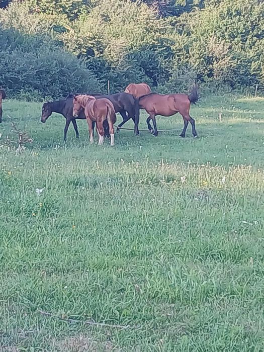 Vând sau schimb cu alte animale