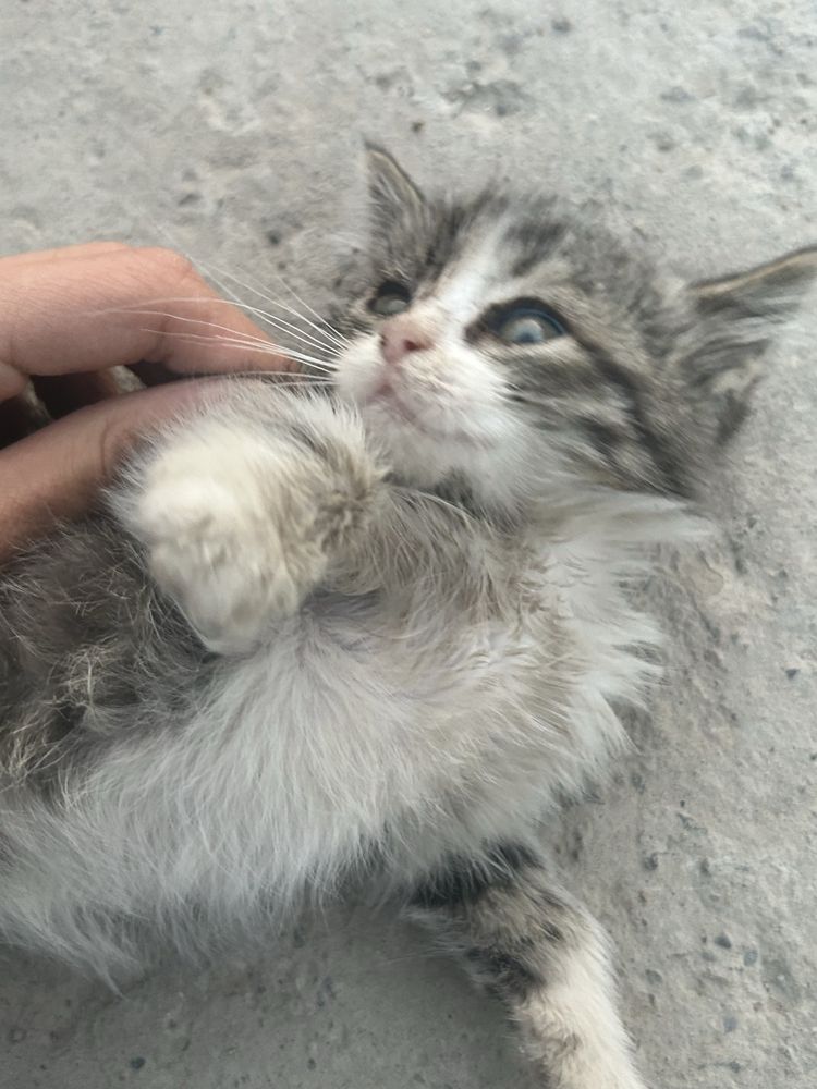 Котенок  в добрые руки
