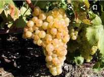 Avem struguri de vin producție 2025
