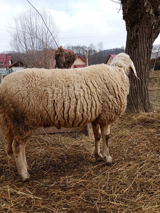 Vând berbec de montă rasa bergamasca