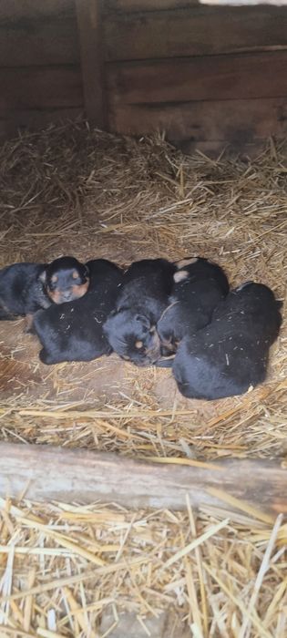 Ofer pui metis rottweiler, Craiova