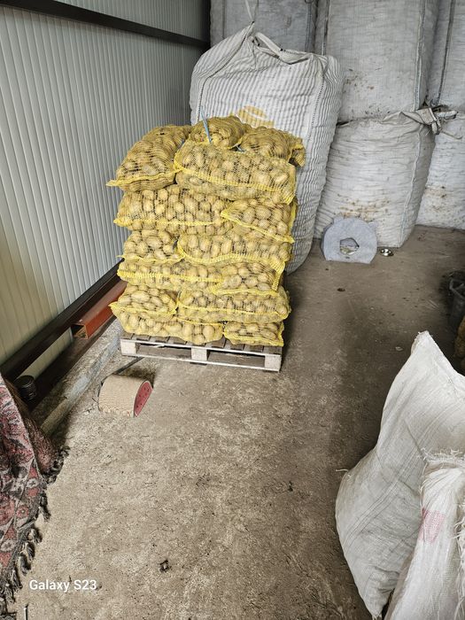 Картофи Сорая за консумация