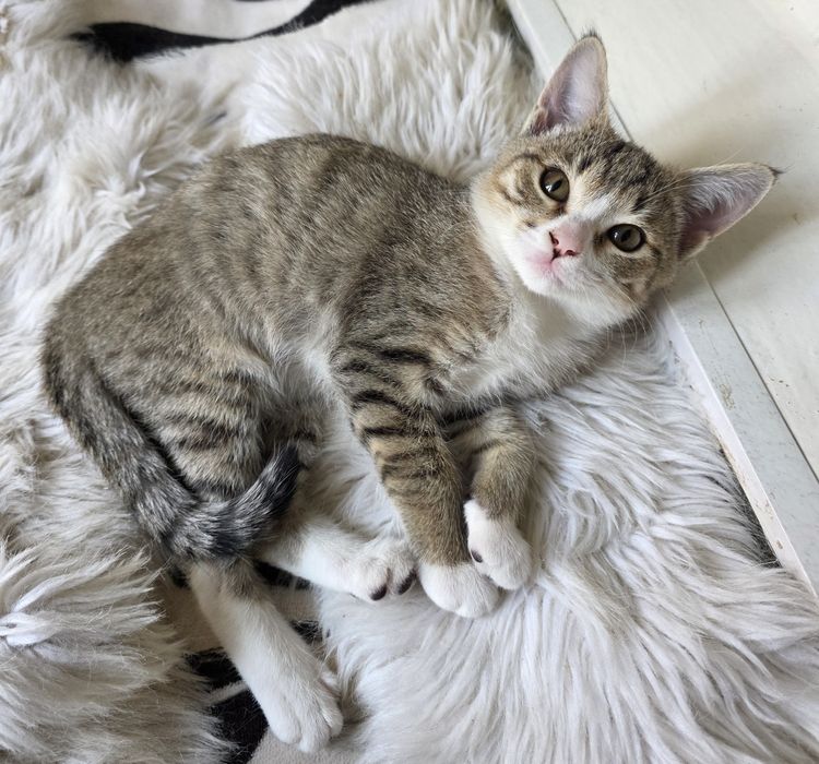 Отдам котят в добрые руки
